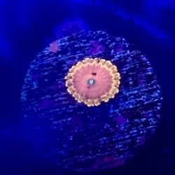 Pink Diamond Zoa Display Decor