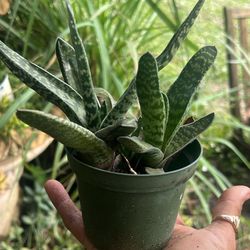 Gasteria Variegated Available Live Plant