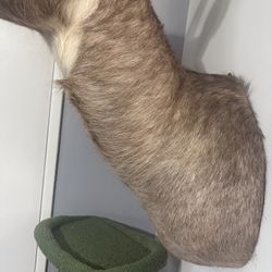 African Waterbuck Head Mount Taxidermy 