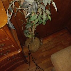 House Tree