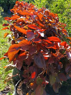 🪴🪴Red Copper Leaf Plants 7gl $16
