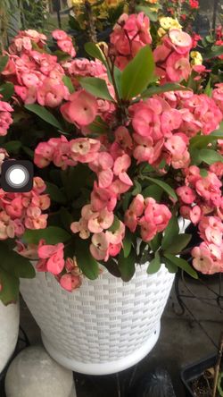 Corona de cristo pink Lily