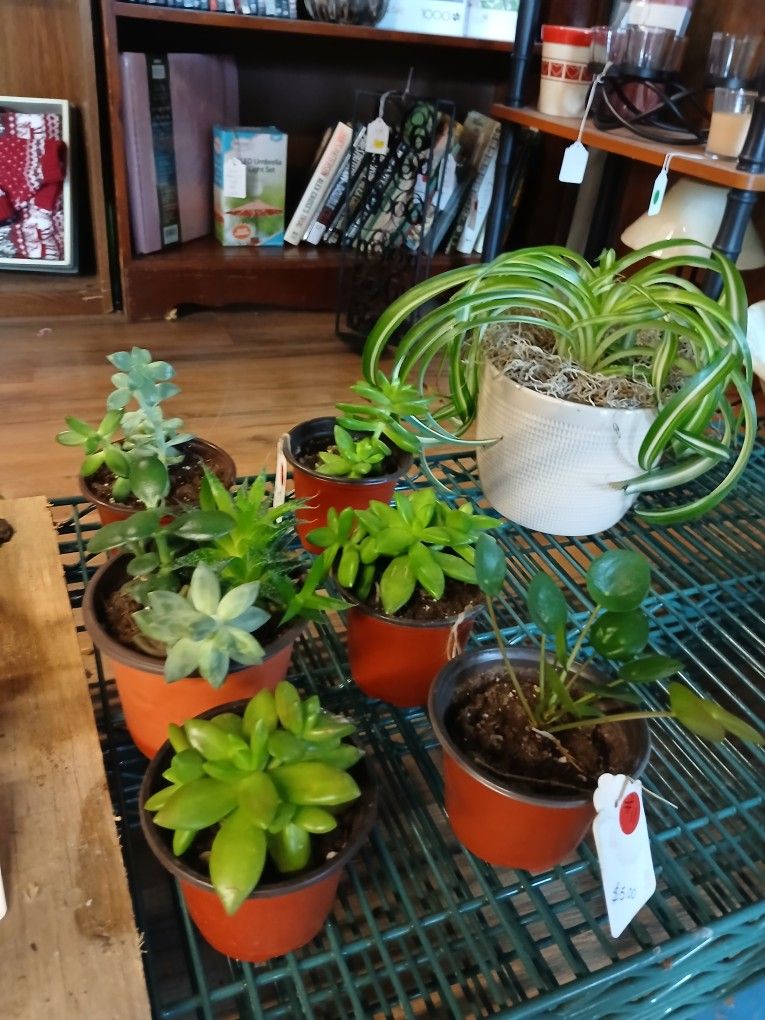 House Plants 🪴, Antiques, Furniture, Glassware, Jewelry, Toys