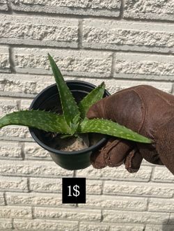 Baby Aloe Vera plant in pot - 1$