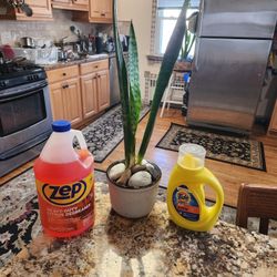 Snake Plant & Detergents  All For Only $5