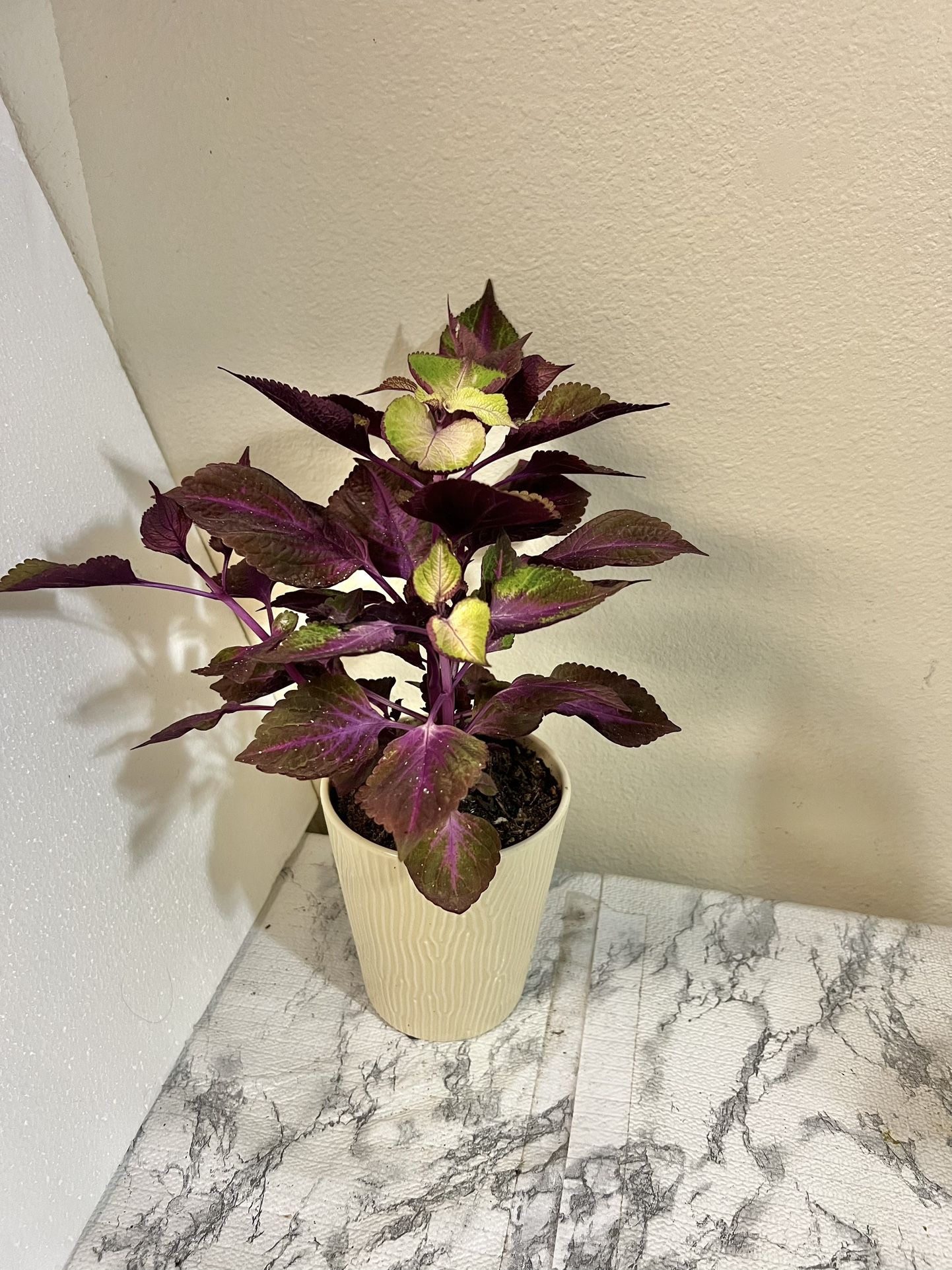Coleus Plant 