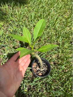 Plumeria (will Have Beautiful Pink Flowers)
