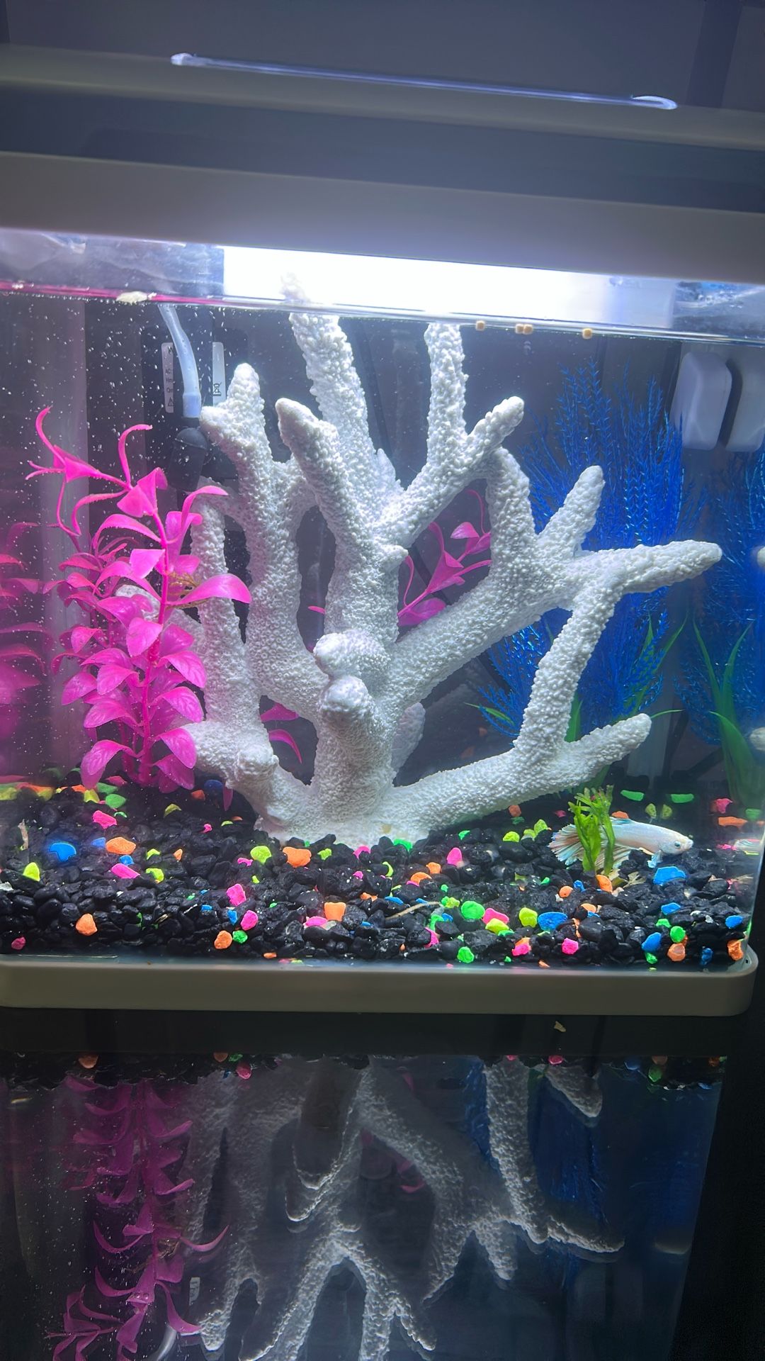 Fish Tank