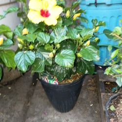 X3 Hibiscus 🌸
