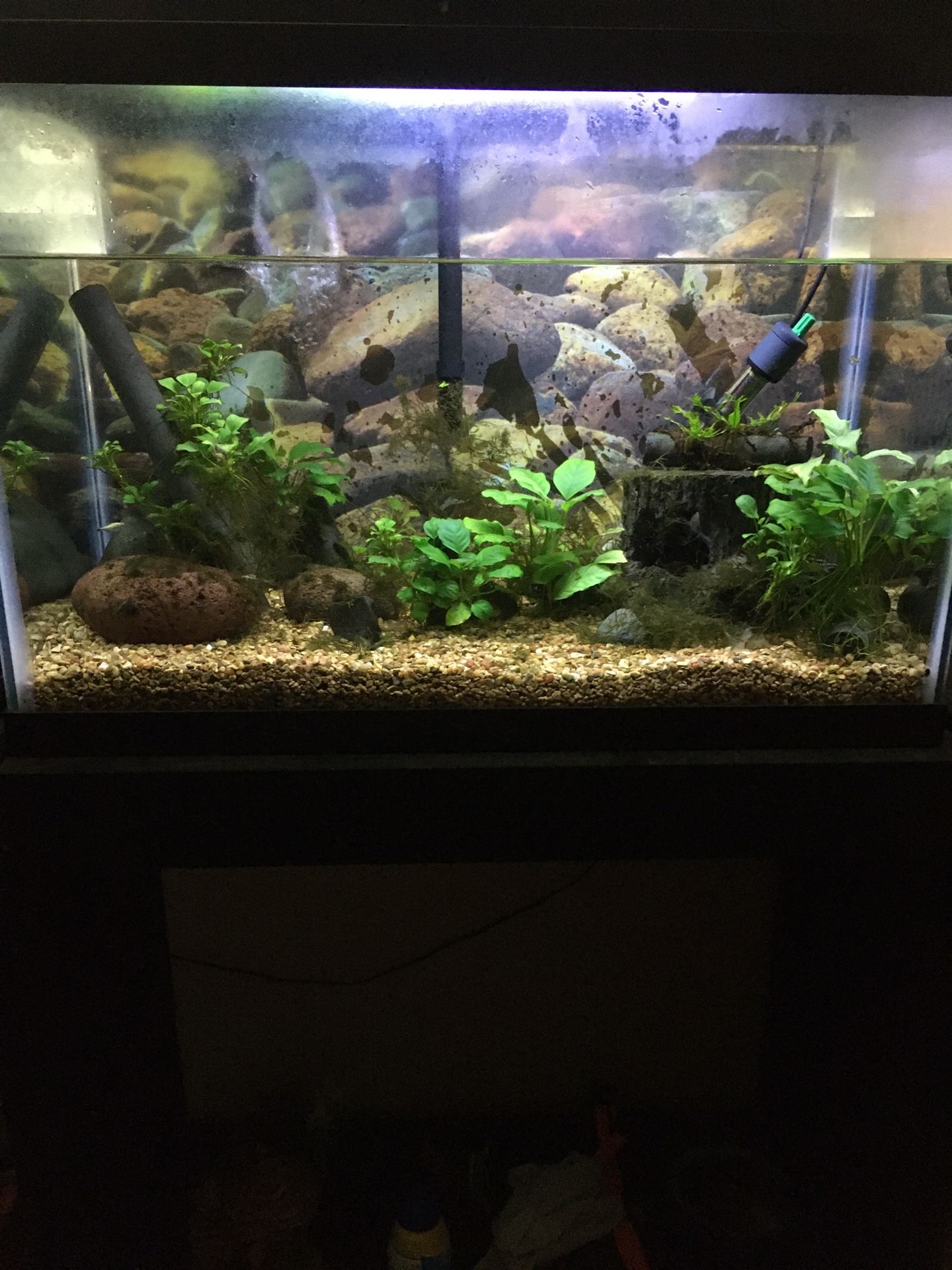 20 gallon aquarium.