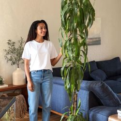 Tall Dracaena Floor Plant (Real, Healthy)