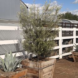 Olive trees 30 gal