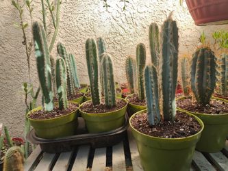 Cactus