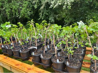 Grape vines