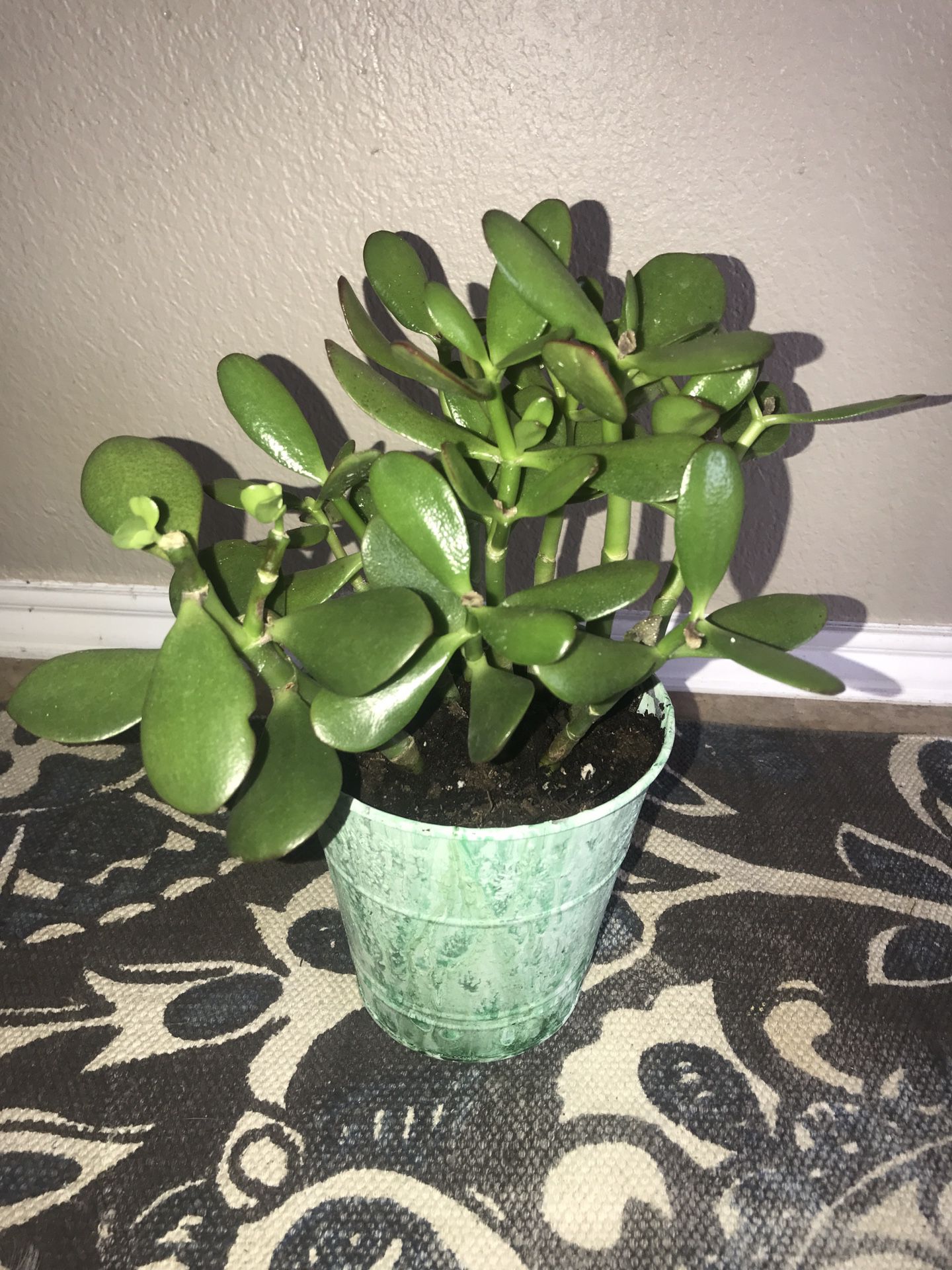 Healthy Succulent Jade Potted Indoor House Plant