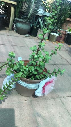 Hade plant