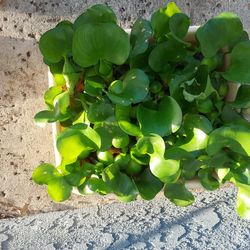 Charity Water Hyacinths  Pond Plant