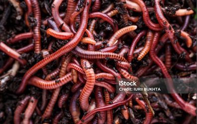 Live Red Wigglers Worms /Vermicompost /Fishing/Feed