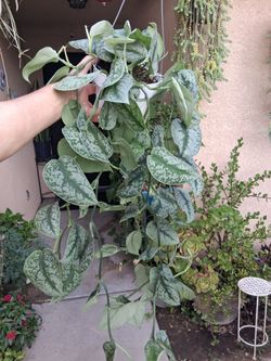 Large Scindapsus Pictus EXOTICA Plant $40