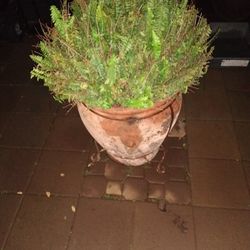 Beautiful Pot And Plant