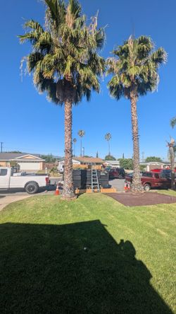 Palm tree sale