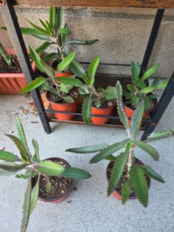 Kalanchoe Succulent Plants in Small Pots