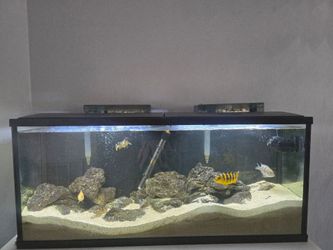 55 Gallon Fish Tank