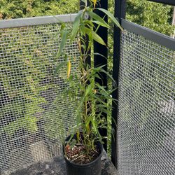 Bamboo