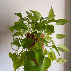 Vining Neon Pothos for Sale
