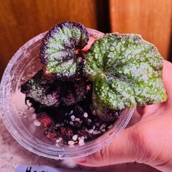 Harmony’s Royal Majesty Begonia