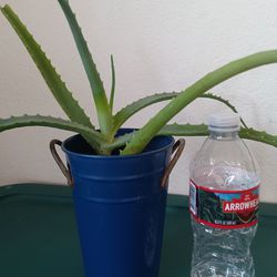 Aloe Vera Plant With Pot