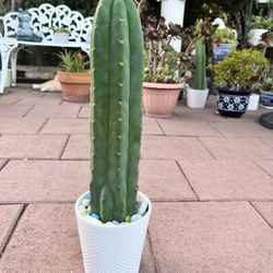 Apple Cactus In White Ceramic Pot Organic 