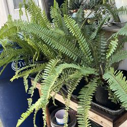 Plants/ferns 4total $5 each
