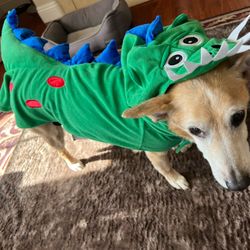Dog Dinosaur Costume