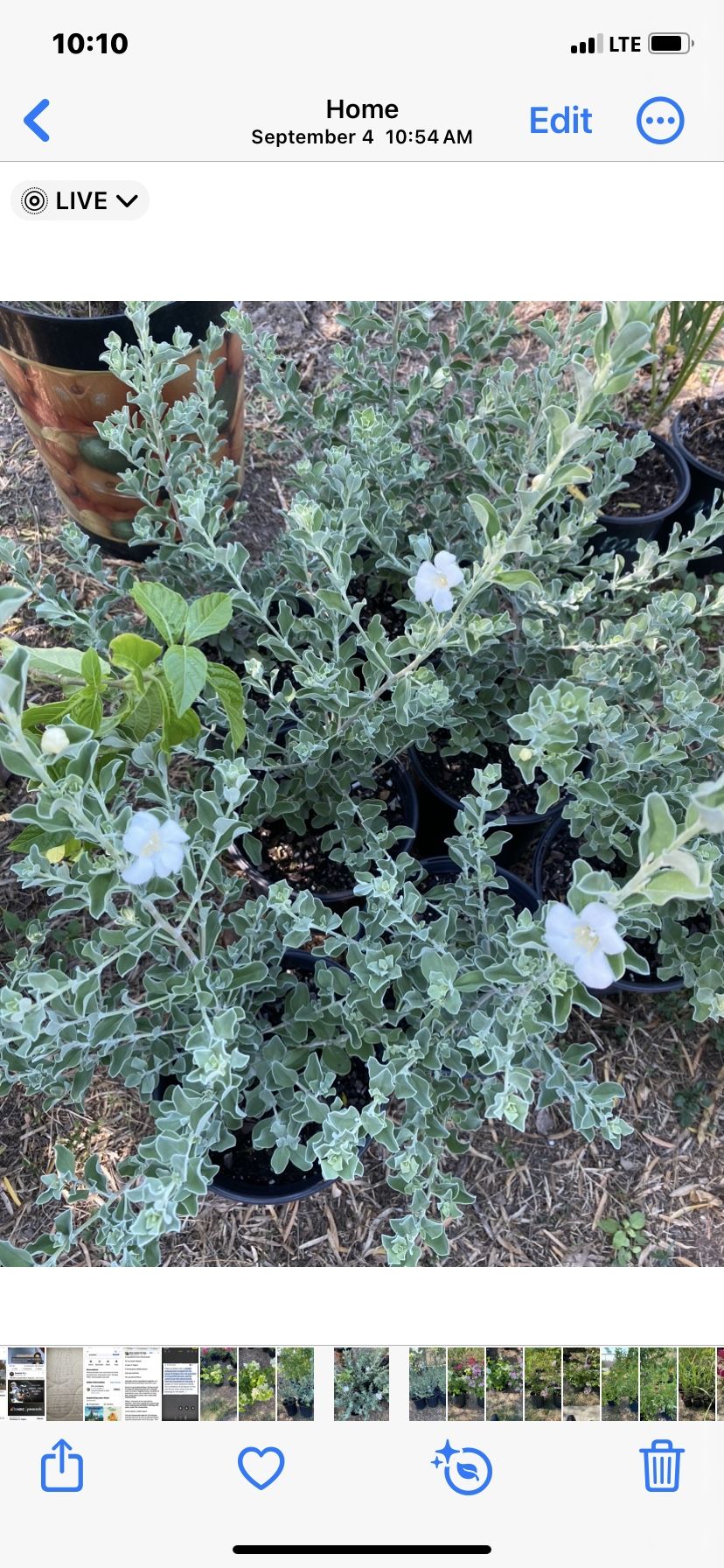 Plantas De Ceniso Blanco