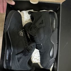 Black Cats (Real) From Show Palace