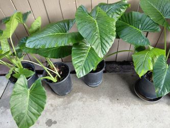 4 elephant Ear Plant