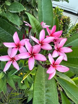 Pink plumeria