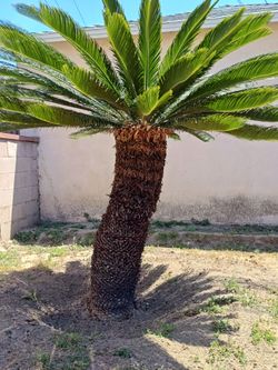 Palm sago