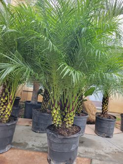 Pigmy Dates Palms Trees 