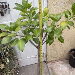 4 Ft Tall Cup of Gold Plant