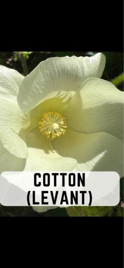 1 Gal cotton plant 2ft tall
