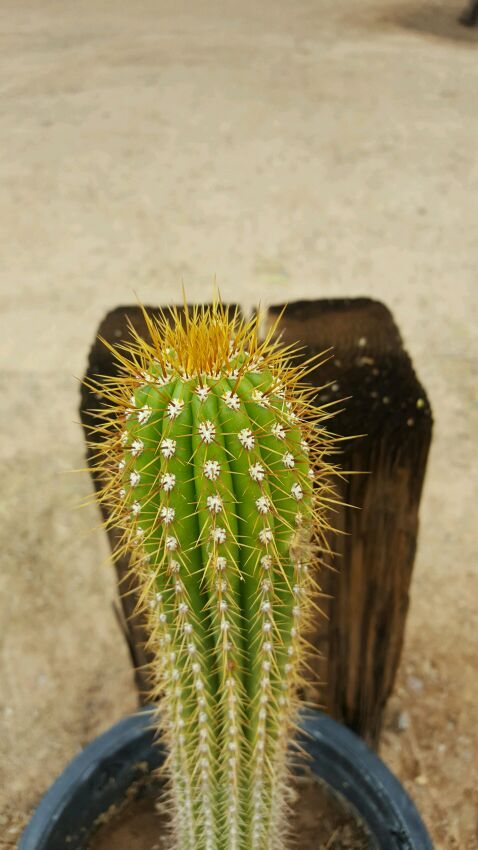 Cactus