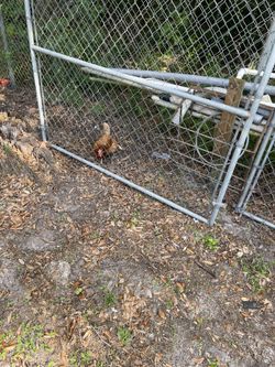 Cyclone Fence Gates
