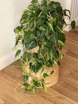 Huge  Philodendron Brazil