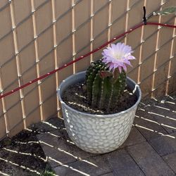 Cactus Plant 
