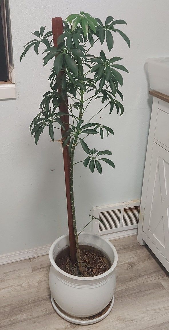 Umbrella Plant