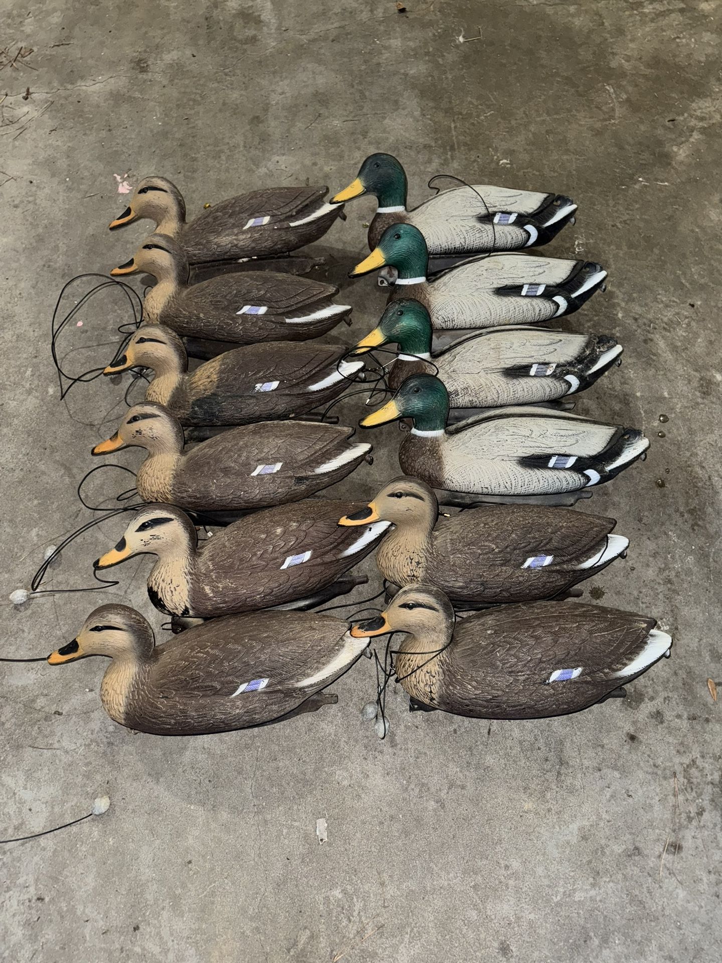 18 Mallard XL Decoys All With Weights