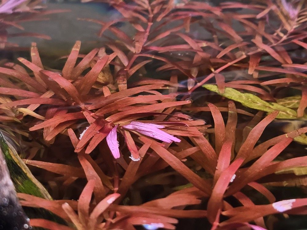 Rotala Rotundifolia Red Live Aquatic Plant
