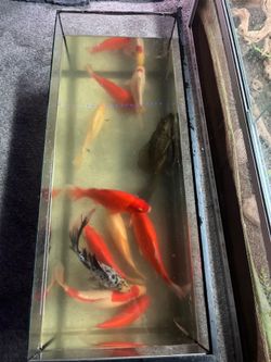 Reptile enclosure re home